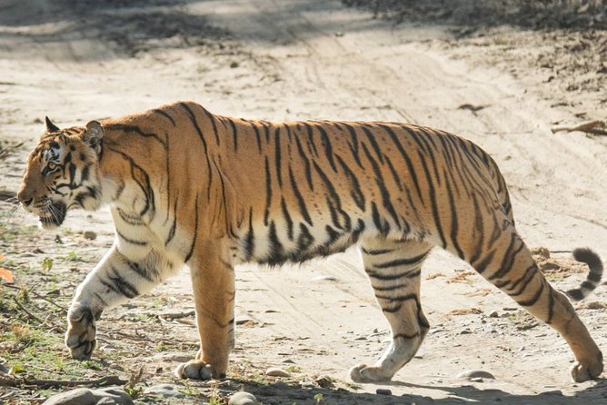 Half-Day Jungle Ride in Corbett National Park From Dhikuli - Additional Information