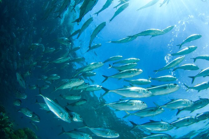 Half Day Private Sunset Fishing Tour in Maafushi With Bbq Dinner - Operator Details