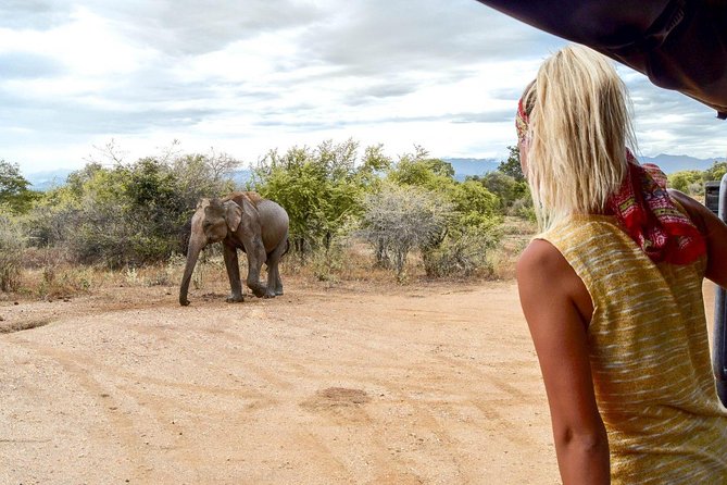 Half Day Udawalawe National Park Safari (Entrance + Lunch) - Convenience and Inclusions