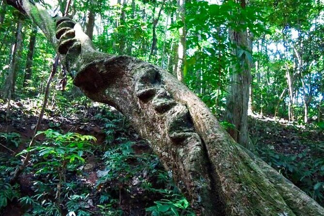 Hiking in Kandy Udawattakele Forest Reserve - Safety Guidelines During the Hike