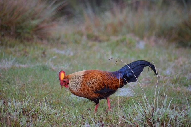 Horton Plains National Park Hike From Nuwara Eliya - Inclusions