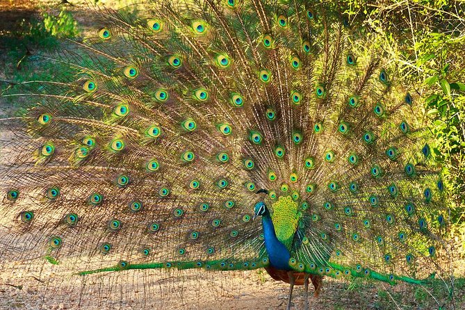 Hurulu Eco Park Private Safari - Inclusions and Additional Info