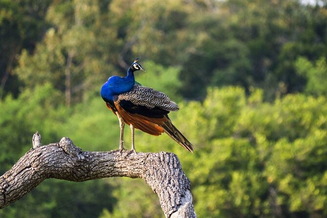 Jeep Safari To Kaudulla National Park From Trincomale & Nilaveli - Accessibility Information