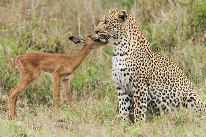 Jhalana Safari Park Leopard- One Jungle Jeep Safari And One Night Stay In Hotel - Accommodation Options and Check-In/Out