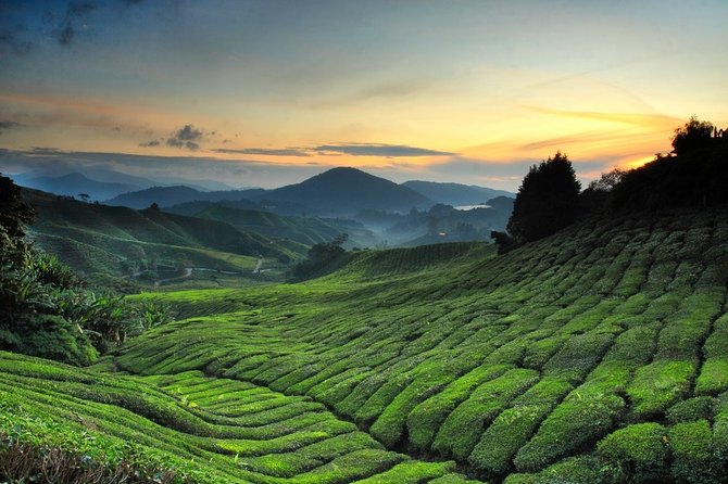 Join Transfer : Taman Negara National Park (Kuala Tahan) to Cameron Highlands - Inclusions and Exclusions