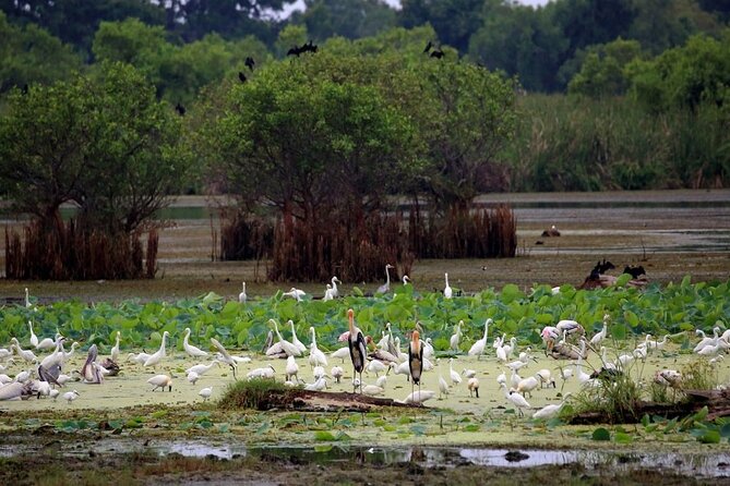 Kalametiya Bird Sanctuary Catamaran Bird Watching Tour - Included Amenities