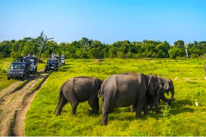 Kaudulla Jeep Safari & Dambulla Day Tour From Trincomalee - Important Details