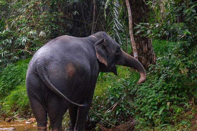 Khao Lak Elephant Sanctuary Full Day Small Group Tour - Additional Information
