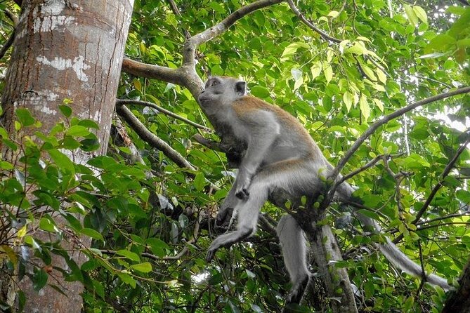 Kuala Lumpur to Taman Negara Shuttle - or Vice Versa - Booking and Pricing Information