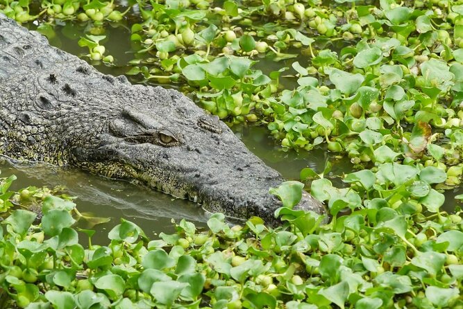 Langkawi Best Animal Attractions Plus City Tour - Must-See Wildlife Parks