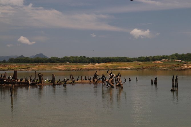 Live Among Swimming Elephants and Indigenous Tribes – Gal Oya National Park - Wildlife Encounters