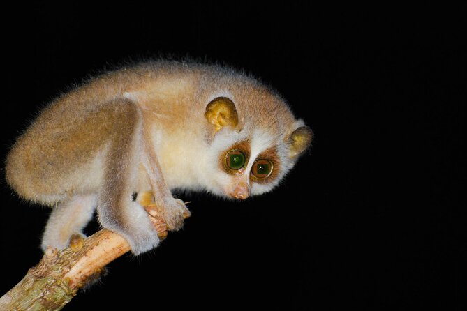 Loris Watching From Polonnaruwa - Pickup Information