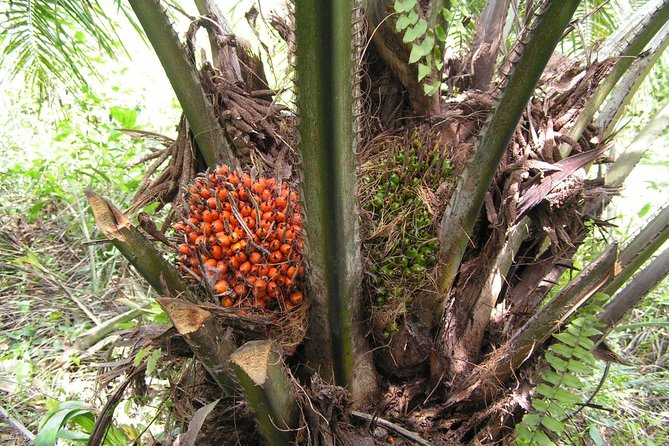 Malaysia Multicultural Countryside Tour by Mercedes 1994 From Kuala Lumpur - Inclusions