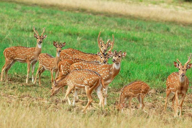 Minneriya Elephant Safari Drive From Trincomalee - Booking Confirmation and Accessibility