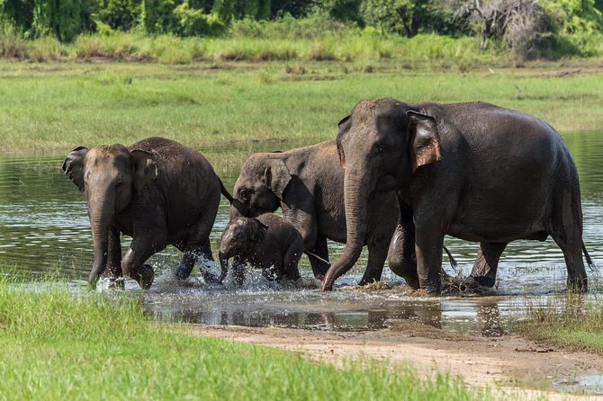 Minneriya National Park Half Day Jeep Safari - Inclusions