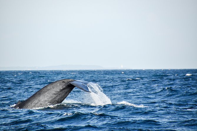 Mirissa Whale Watching Private Day Trip From Colombo or Negombo - Additional Information