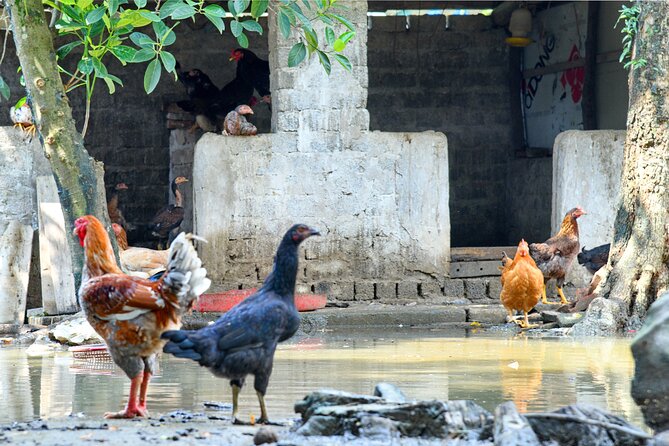 Mua Cave Tam Coc Hoa Lu Day Tour With Small Group 11 Persons - Tour Details