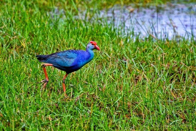 Muthurajawela Bird Watching Boat Tour - Duration