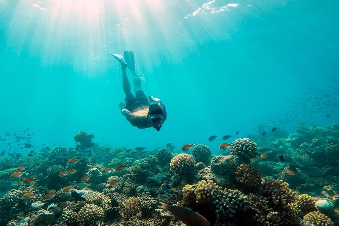 Night Snorkeling Experience in Dhiffushi Island - Essential Booking Information