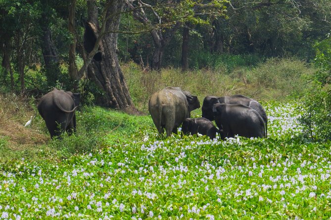 One Night Camping at Wasgamuwa National Park - Exclusions