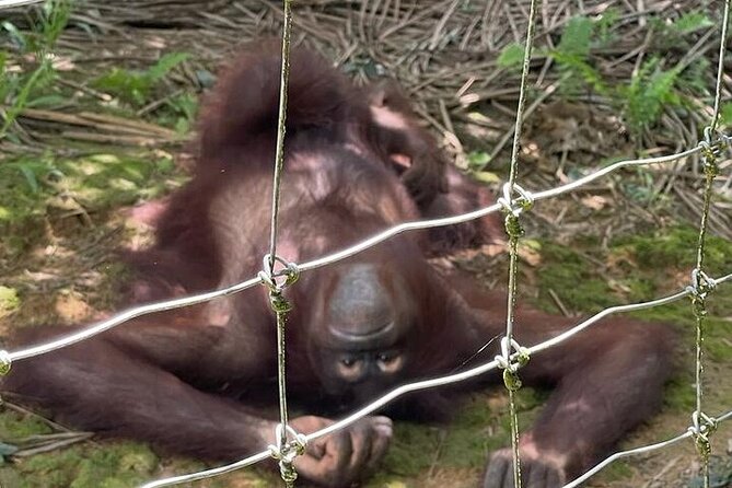 Orang Utan Island and Ipoh Private Day Tour From Kuala Lumpur - Tour Expectations
