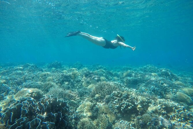 Pink Beach Lombok Snorkeling & Day Trip Departure From Lombok - Snorkeling Experience