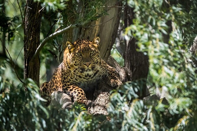 Private 02 Day Leopard Safari in Yala From Bentota - Tour Inclusions