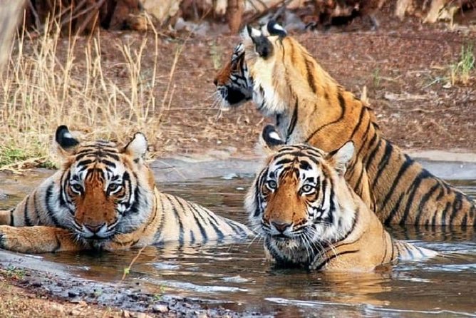 Private 6-days Tour Delhi, Jaipur, Ranthambore Safari And Agra With Tajmahal - Safari Experience