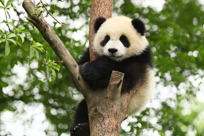 Private Day Tour to Chengdu Panda Base and Leshan Giant Buddha - Inclusions and Exclusions