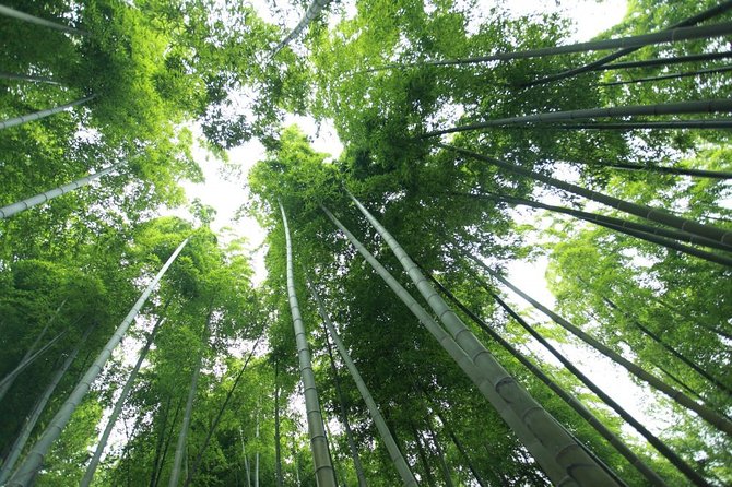 Private Day Trip to Mogan Mountain From Hangzhou - Price and Booking
