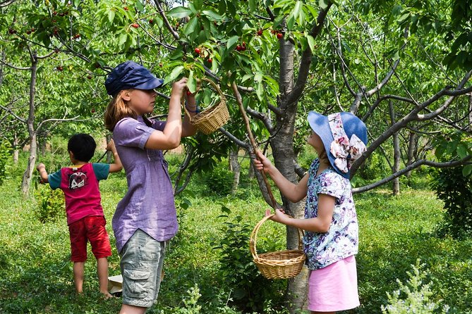 Private Full-Day Tour With Fruit Picking and Great Wall of China - Itinerary Highlights