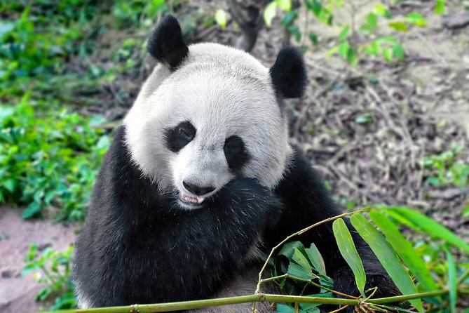 Private Panda Tour With Kungfu Tea Course One-Day Trip - Inclusions and Amenities