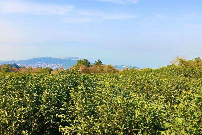 Private Suzhou Hiking Tour With Luxiang Ancient Village by Taihu Lake - Itinerary Overview