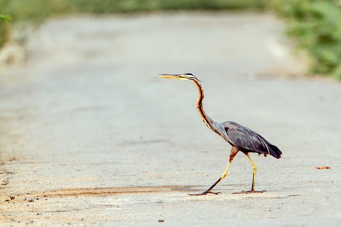Private Tour Bundala National Park Safari From Hambantota - Safari Experience