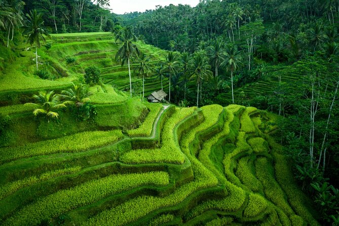 Private Tour Ubud - Best of Ubud With All Inclusive - Pickup and Transportation