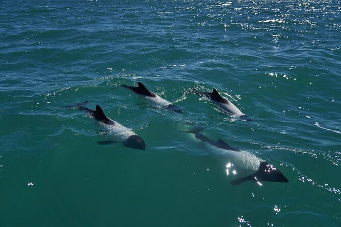 Private Tour Whales&Dolphin Watching Incl Handunugoda Teafactory - Inclusions and Transportation