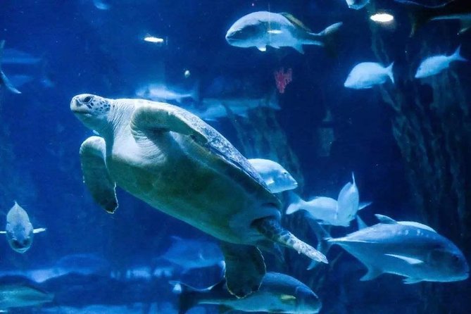 Private Transfer Between Shanghai Haichang Ocean Park and City Center - Additional Information