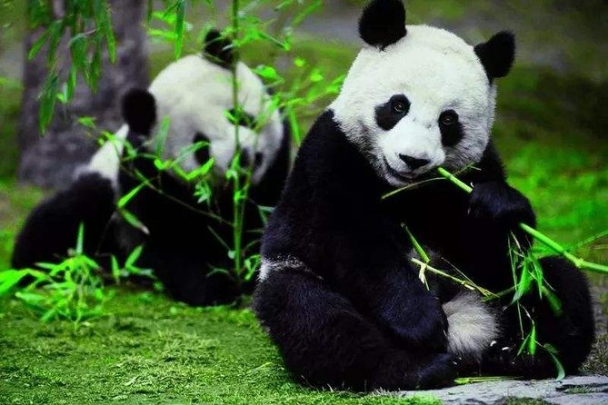Private Transfer Between Shanghai Zoo and City Area - Tour/Activity Information and Booking