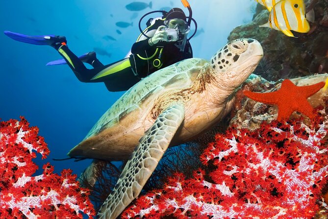 Pro Scuba Diving From Bentota - Pricing and Booking