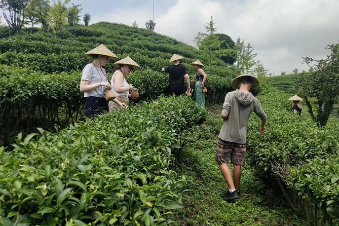 Qixianfeng Tea Plantation Tour in Yangshuo - Transportation Details