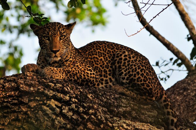 Romantic Glamping Safari Bordering Yala National Park 2- Days - Inclusions and Exclusions