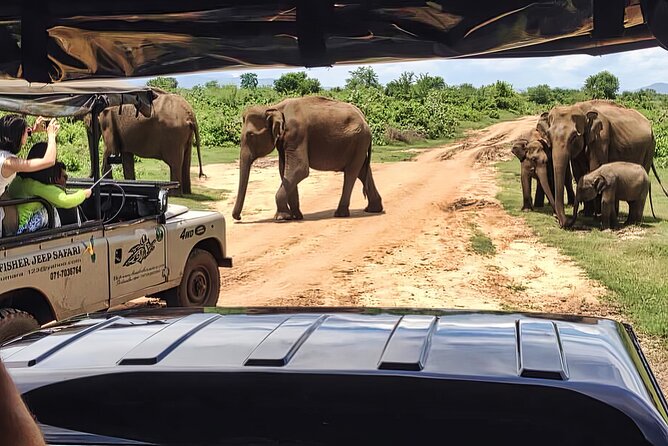 Safari Expeditions in Wild Wonders of Yala - Pickup Details and Process