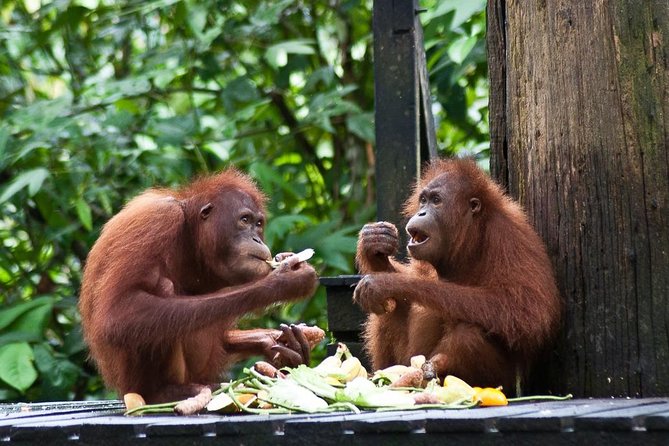 Sepilok Orang Utan, Labuk Bay Proboscis Monkey and Sun Bear Tour - Pickup & Meeting Points
