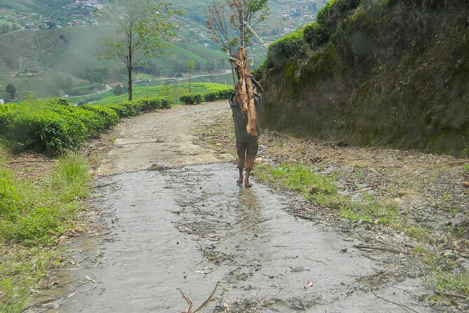 Single Tree Hill Hike From Nuwara Eliya - Whats Included in the Hike