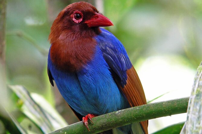 Sinharaja Rain Forest Tour From Tangalle - Inclusions and Exclusions