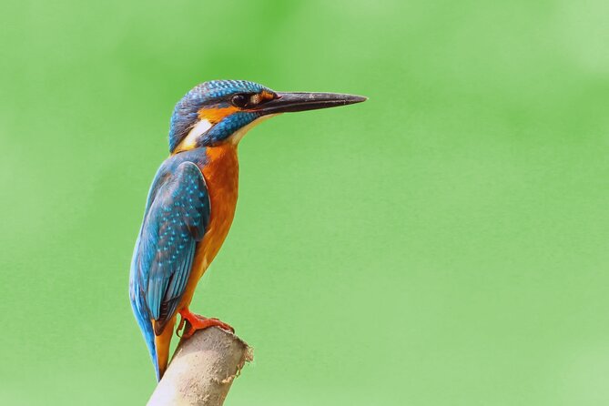Small Group Dolphin Watching Expedition In Goa- South - Frequently Asked Questions