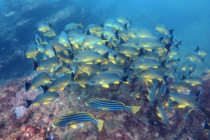 Small Group Snorkeling in Hikkaduwa - Location Details