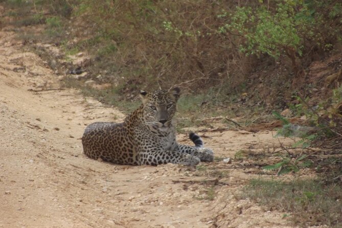 Special Yala Safari Tour From Hambantota Port - Inclusions and Exclusions