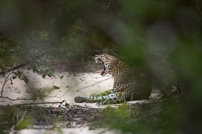 Sri Lanka Leopard Safari Yala and Udawalawe - Wildlife Encounters