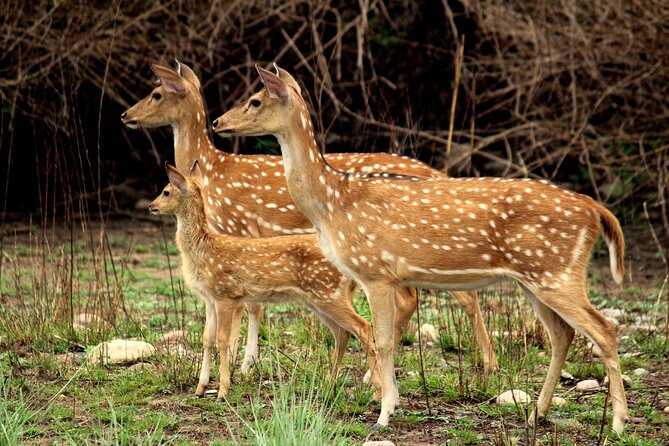 Taj Mahal With Deer Park Monument ( Sikandra Tomb) Tour - Meeting and Pickup Information